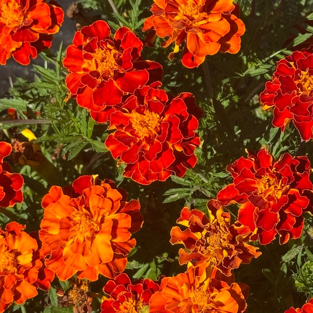 Meet your Posher, Lash